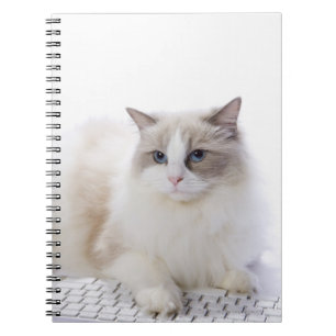 Ragdoll-katt på datorn tangentbord anteckningsbok med spiral