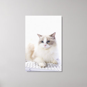 Ragdoll-katt på datorn tangentbord canvastryck