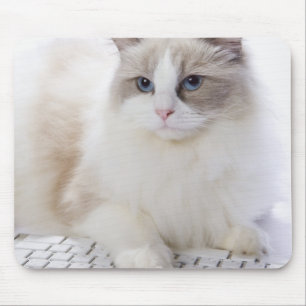 Ragdoll-katt på datorn tangentbord musmatta