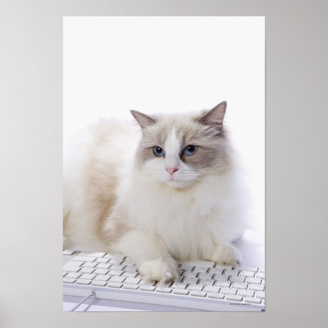 Ragdoll-katt på datorn tangentbord poster (Framsidan)