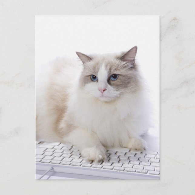 Ragdoll-katt på datorn tangentbord vykort (Framsida)