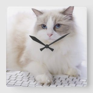 Ragdoll katt på datortangentbord fyrkantig klocka