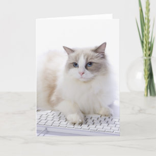 Ragdoll katt på datortangentbord kort