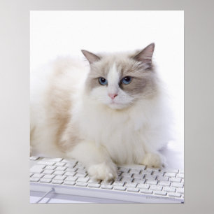 Ragdoll katt på datortangentbord poster
