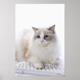 Ragdoll katt på datortangentbord poster