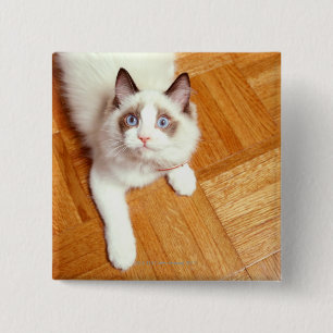 Ragdoll-katt på golv, förhöjd vy knapp