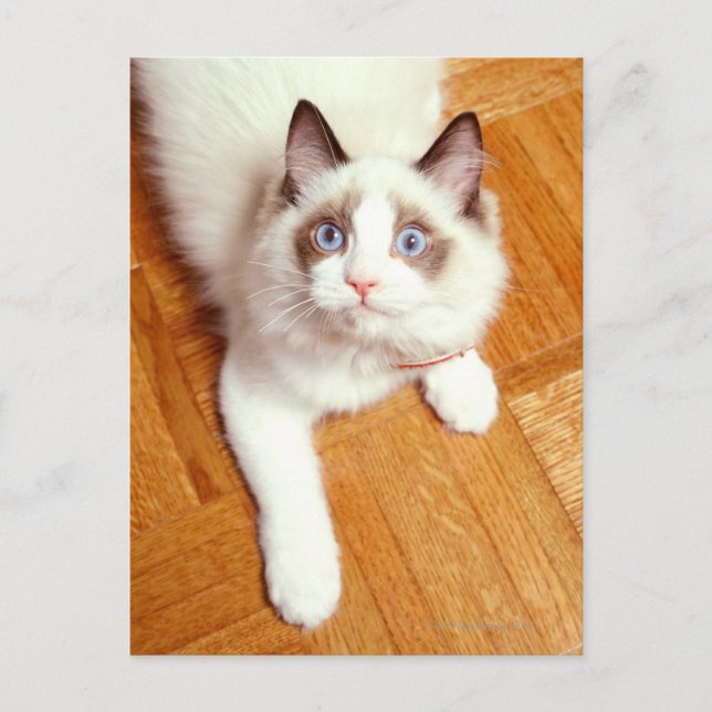 Ragdoll-katt på golv, förhöjd vy vykort (Framsida)