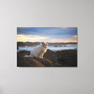 Ragdoll katt på stranden canvastryck