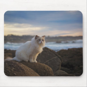 Ragdoll katt på stranden musmatta