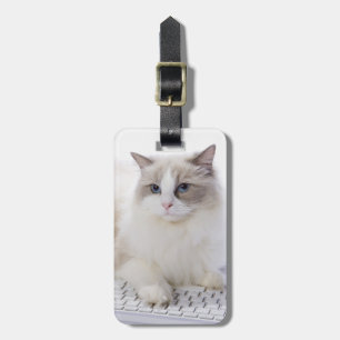 Ragdoll katt på tangentbord bagagebricka
