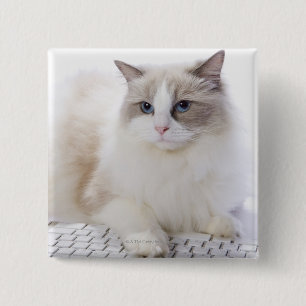 Ragdoll katt på tangentbord knapp