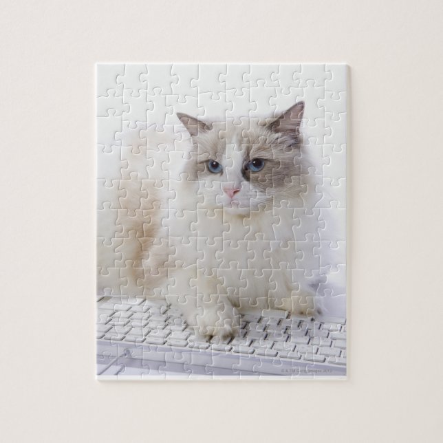 Ragdoll katt på tangentbord pussel (Vertikal)
