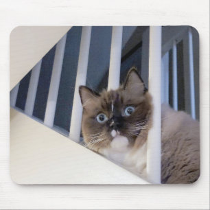 Ragdoll-katt på trapphus musmatta