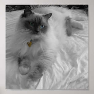 Ragdoll katt poster