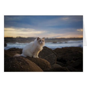 Ragdoll-katt vid stranden hälsningskort