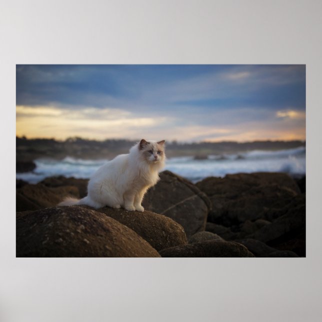 Ragdoll-katt vid stranden poster (Framsidan)