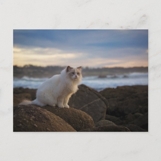 Ragdoll-katt vid stranden vykort (Framsida)
