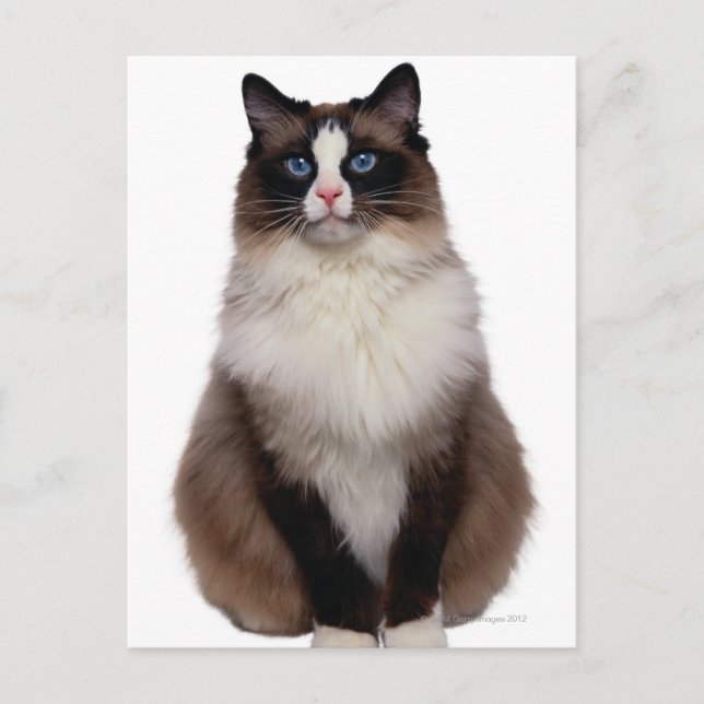 Ragdoll katt vykort (Framsida)