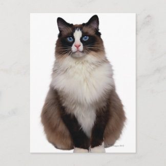 Ragdoll katt vykort