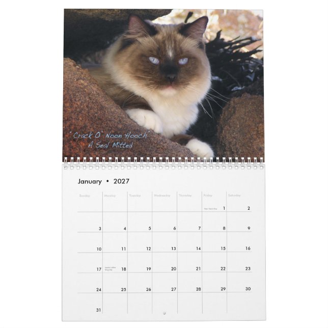Ragdoll kattkalender kalender (Jan 2027)