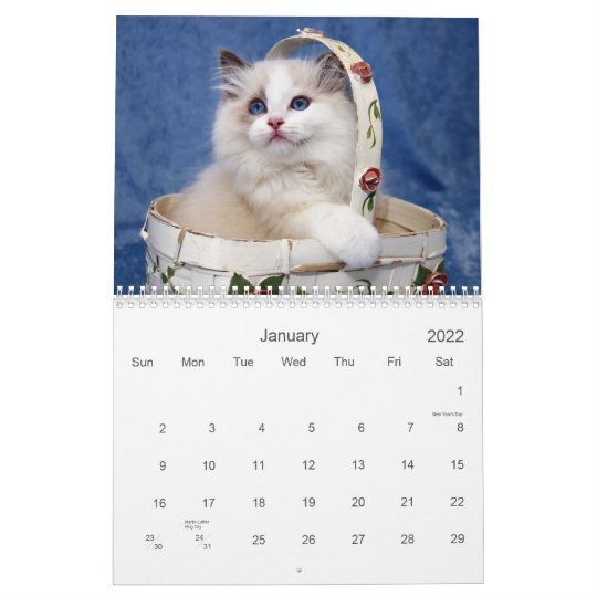 Ragdoll kattkalender kalender  Zazzle.se