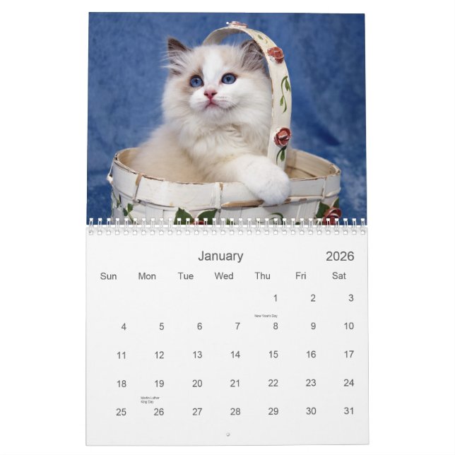 Ragdoll kattkalender kalender (Jan 2026)