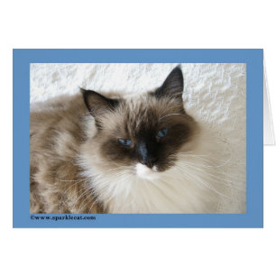 Ragdoll kattkort hälsningskort