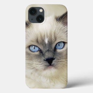 Ragdoll-kattunge