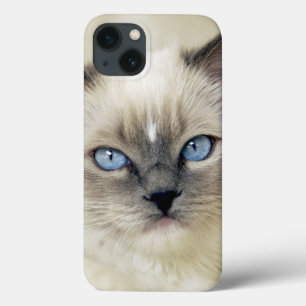 Ragdoll-kattunge