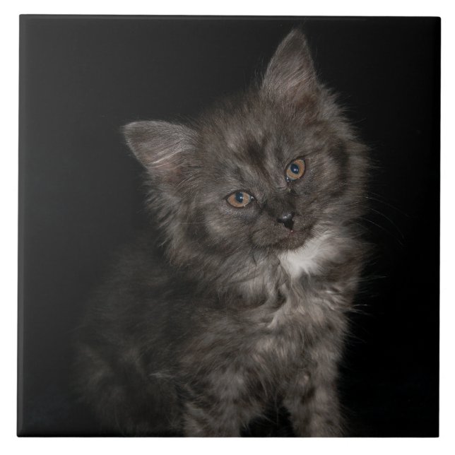 Ragdoll kattunge ansikte svartvit kattunge kakelplatta (Framsidan)