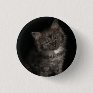 Ragdoll kattunge ansikte svartvit kattunge knapp