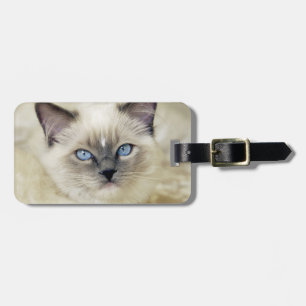 Ragdoll-kattunge Bagagebricka