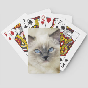 Ragdoll-kattunge Casinokort
