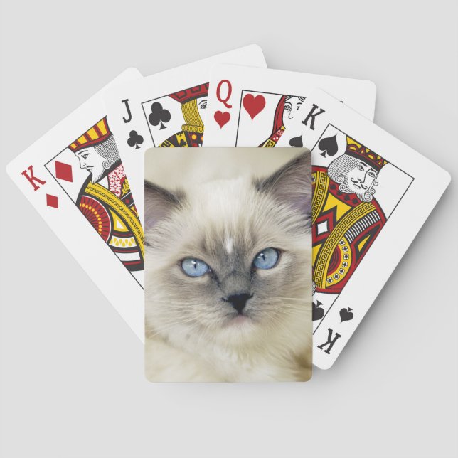 Ragdoll-kattunge Casinokort (Baksidan)