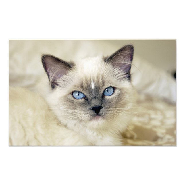 Ragdoll-kattunge Fototryck (Framsidan)