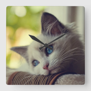 Ragdoll kattunge fyrkantig klocka