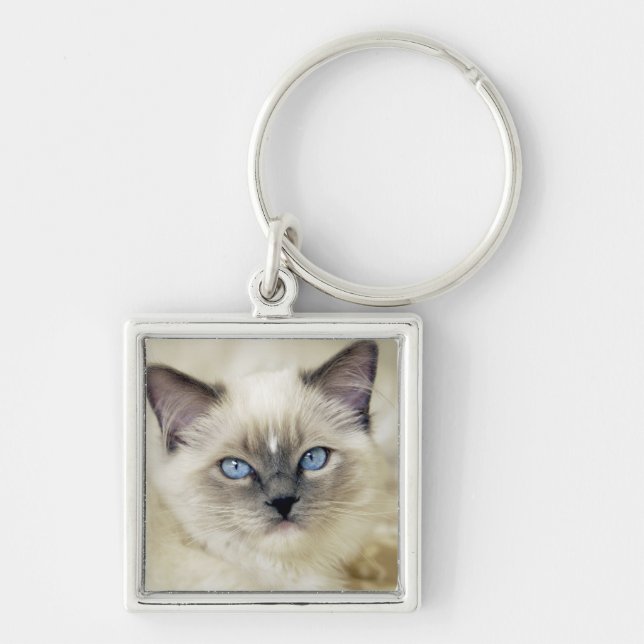 Ragdoll-kattunge Fyrkantig Silverfärgad Nyckelring (Framsidan)