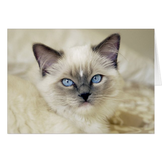 Ragdoll kattunge hälsningskort (Framsidan Horizontal)
