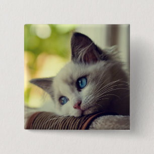 Ragdoll kattunge knapp