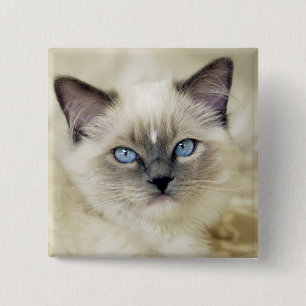 Ragdoll-kattunge Knapp