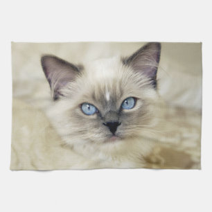 Ragdoll-kattunge Kökshandduk