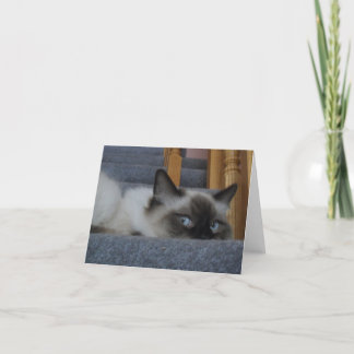 Ragdoll kattunge kort