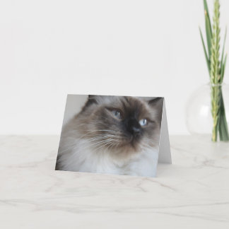 Ragdoll kattunge kort