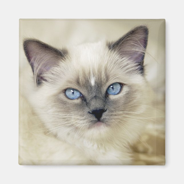 Ragdoll-kattunge Magnet (Framsidan)