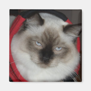 Ragdoll kattunge magnet