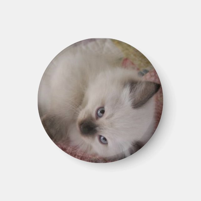 Ragdoll Kattunge Magnet (Framsidan)