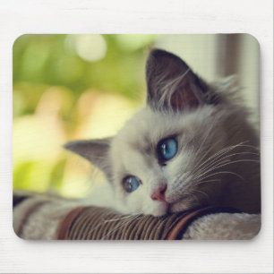 Ragdoll kattunge musmatta