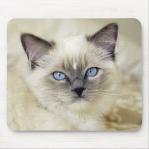 Ragdoll-kattunge Musmatta