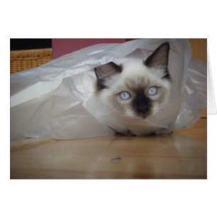 Ragdoll kattunge OBS kort