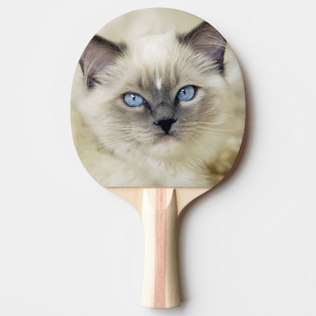 Ragdoll-kattunge Pingisracket (Framsidan)